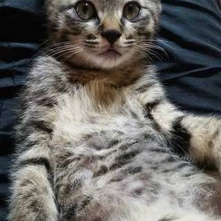 キジトラの男の子