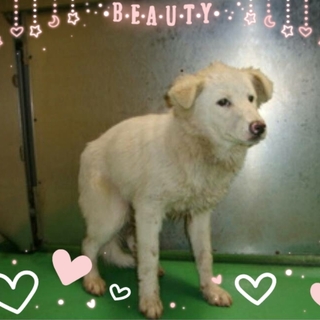 シロちゃんです。新しい家族下さい