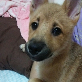 ３ヶ月半の男の子のパパママ募集