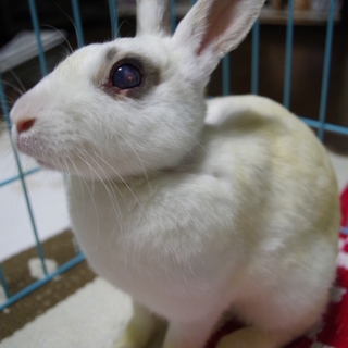 寺小屋保護うさぎさん★左目失明のクレアちゃん★