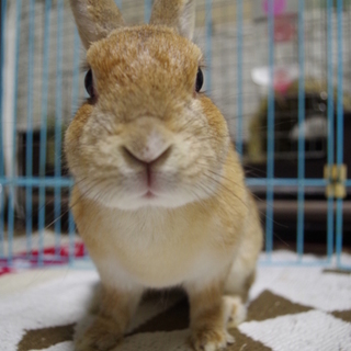 寺小屋保護うさぎ★がりがりに痩せたマックスちゃん★