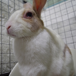 寺小屋保護うさぎさん★結膜炎治療中サラちゃん★