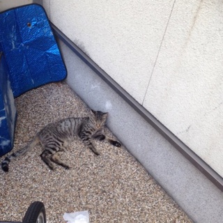 野良猫 人懐っこい