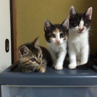 子猫の里親募集です