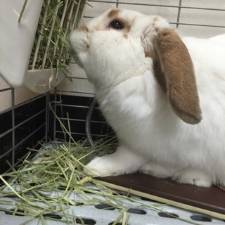 ロップイヤーのペコちゃん