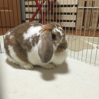 ロップイヤーのコロンちゃん