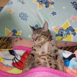 ８月で一歳になるキジトラの男の子です。