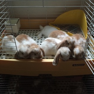 ペコちゃんとコロンちゃんの子供