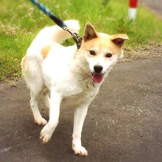 青森からSOS！！緊急で里親様募集致します！！