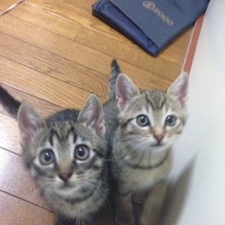 可愛い男の子のトラ兄弟