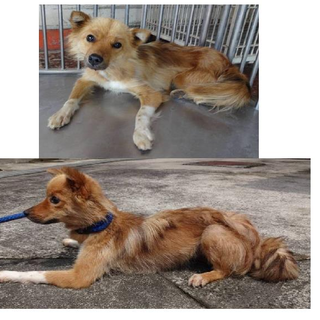 この子の命を救ってください。