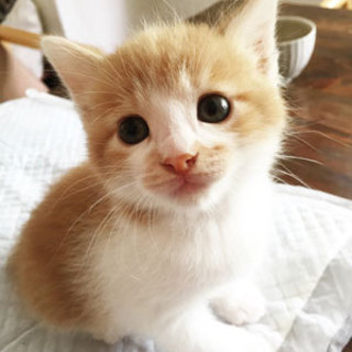 茶白ボブテイルの「かんちゃん」♂里親様募集