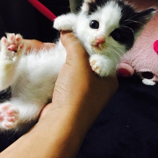 生後2ヶ月頃の子猫です