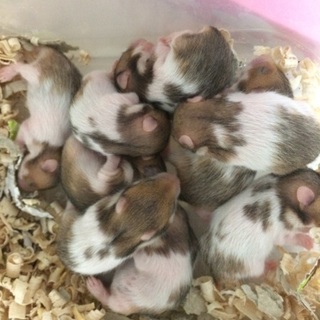 ゴールデンハムスターの赤ちゃん（女の子）