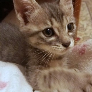 キリリとした美男のサバ君