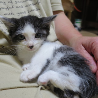 長毛?かもしれない子猫です