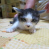 長毛?かもしれない子猫です サムネイル3