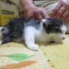 長毛?かもしれない子猫です サムネイル4