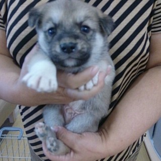 ☆可愛いブラウン　ＭＩＸ子犬☆