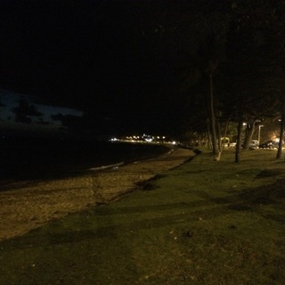 フレンチブルドッ2歳メス