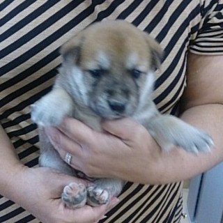 ☆可愛いブラウン　ＭＩＸ子犬☆