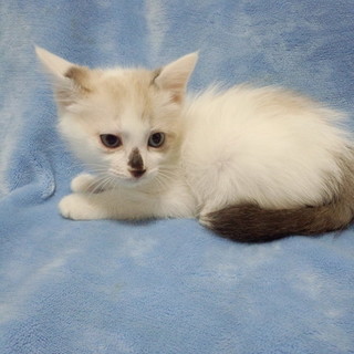 ラグドールＭｉｘの男の子です♪