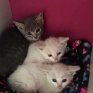 子猫3匹 います