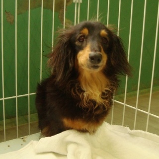 緊急募集！！飼い主都合の為・・おばあちゃんダックス