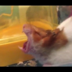 ハムスターは猛獣である。