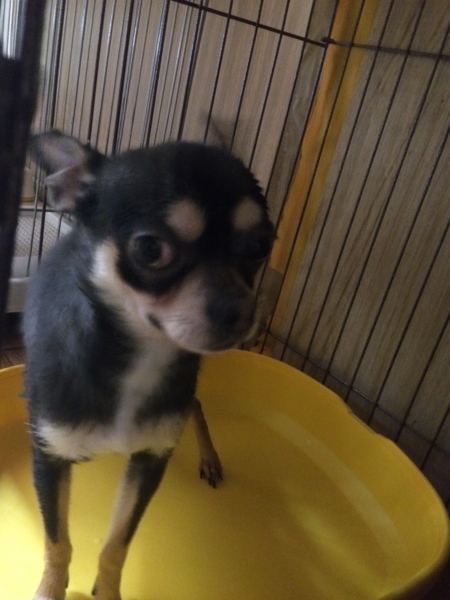 スムース チワワ ブルータン 岐阜県 犬の里親募集 ペットのおうち 月間利用者150万人