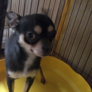 スムース　チワワ　ブルータン