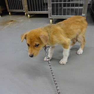 靴下をはいたようなチーズちゃん