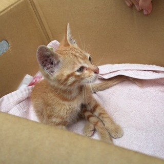 熱田神宮にて生後1ヶ月未満の子猫を保護しました！