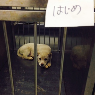 白子犬のはじめくん！