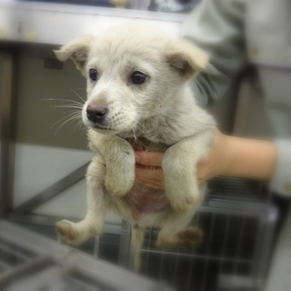 白子犬のつづくちゃん！