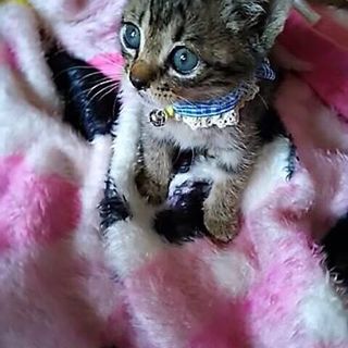 センターよりレスキューのとらすけちゃん