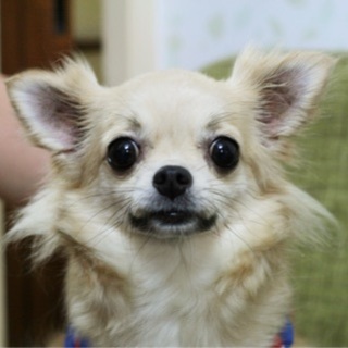 チワワ　エブリー