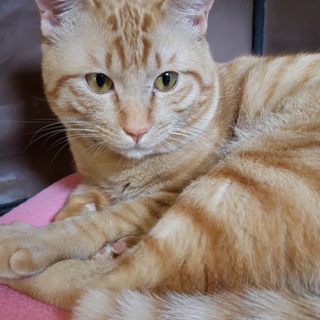 甘えん坊でわんぱくな男の子