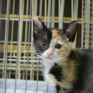 三毛猫　かもめちゃん