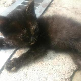 サビ系？人懐っこいです