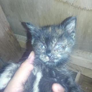 サビ系？人懐っこいです