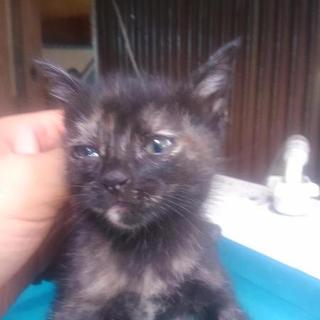 サビ系？人懐っこいです