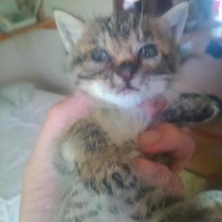 キジトラ系？人懐っこいです