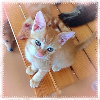 茶トラの子猫　先住猫、犬がいるお宅も大丈夫です