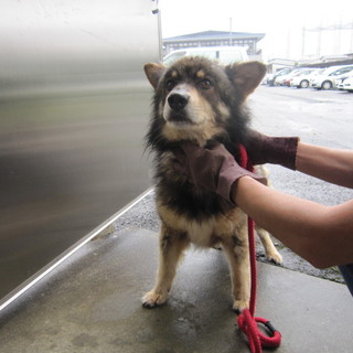 緊急募集！！飼い主さん都合で保健所へ・・中型男の子