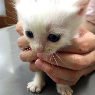 でこっぱち兄弟☆デコちゃん