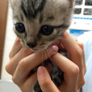 でこっぱち兄弟☆ぱちくん