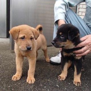 家族募集！！元気な生後1カ月半くらいの兄弟子犬