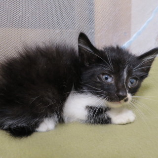 ちょっと小さ目、黒白ちゃん