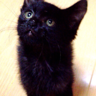 可愛い黒猫の赤ちゃん！